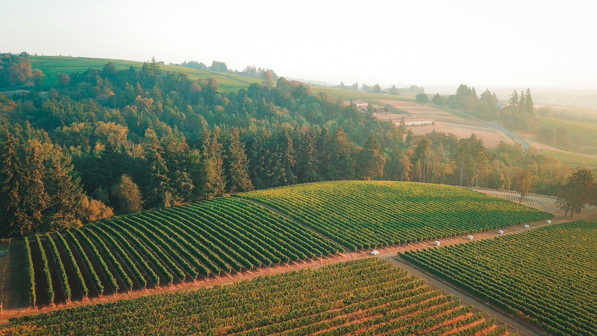 Aerial view of a vineyard in Dundee, Oregon